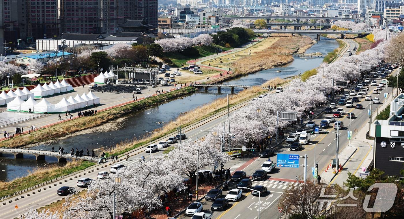 본문 이미지 - 무심천 벚꽃(충북도 제공. 재판매 및 DB금지)
