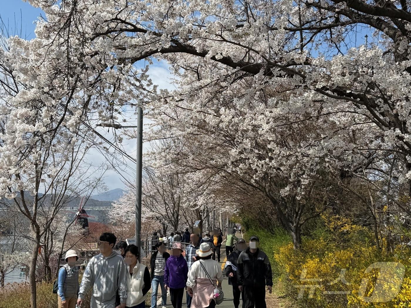 본문 이미지 - 4일 오후 강원 춘천 공지천 일대에서 시민들이 만개한 벚꽃길을 걸으며 봄 기운을 만끽 하고 있다. ⓒ 뉴스1 한귀섭 기자
