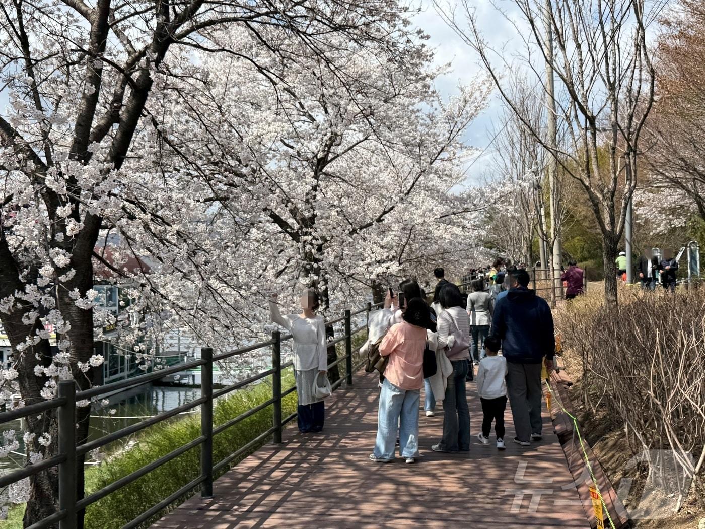 본문 이미지 - 4일 오후 강원 춘천 공지천 일대에서 시민들이 만개한 벚꽃 앞에서 사진 촬영을 하고 있다. ⓒ 뉴스1 한귀섭 기자