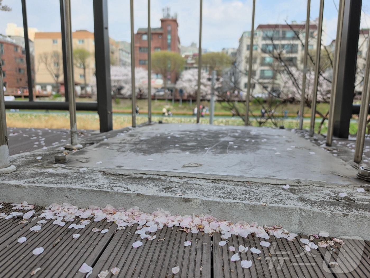 본문 이미지 - 지난 4일 서울 은평구 불광천에 강풍이 불어 벚꽃잎이 떨어지고 있는 모습 ⓒ 뉴스1 황덕현 기후환경전문기자