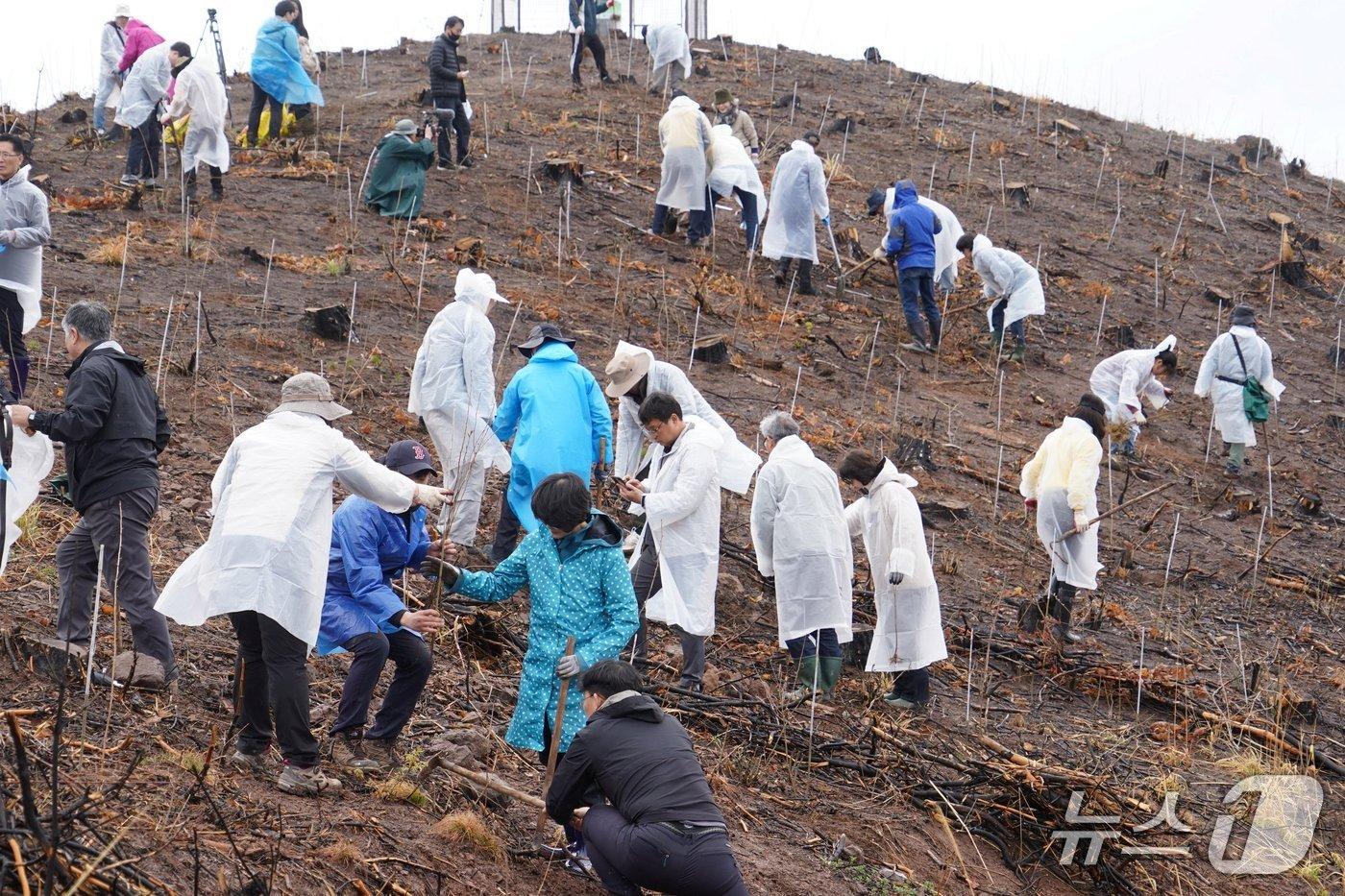 본문 이미지 - 경북 안동 산불피해지 나무심기 행사(산림청 제공) /뉴스1