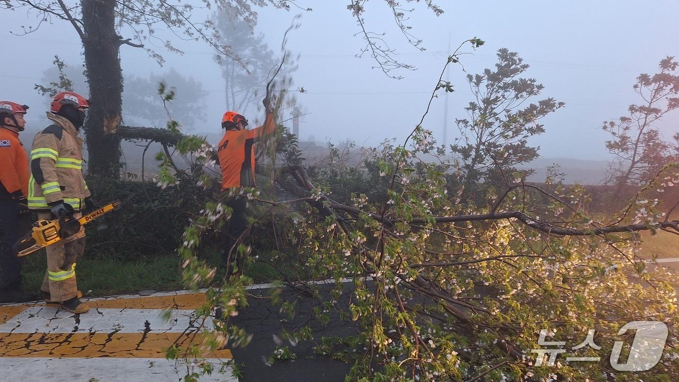 본문 이미지 - 4일 오전 6시20분쯤 제주시 한림읍의 한 도로에서 소방대원들이 강풍에 쓰러진 벚나무를 치우고 있다.(제주특별자치도 소방안전본부 제공, 재판매 및 DB 금지)