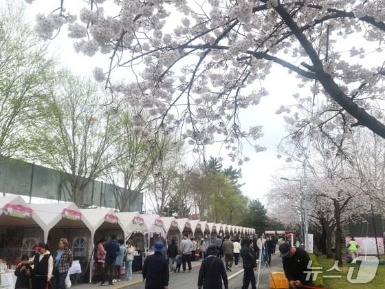 본문 이미지 - 4일 김제시민문화체육공원에는 활짝핀 벚꽃과 지난 3일부터 시작된 '김제꽃빛드리축제'를 즐기려는 시민들로 가득했다./뉴스1