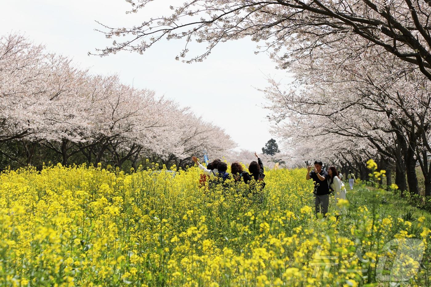 본문 이미지 - 제43회 서귀포유채꽃축제가 열리고 있는 5일 오전 제주 서귀포시 표선면 가시리 녹산로에서 상춘객들이 봄을 만끽하고 있다. 2026.4.5 ⓒ 뉴스1 오미란 기자