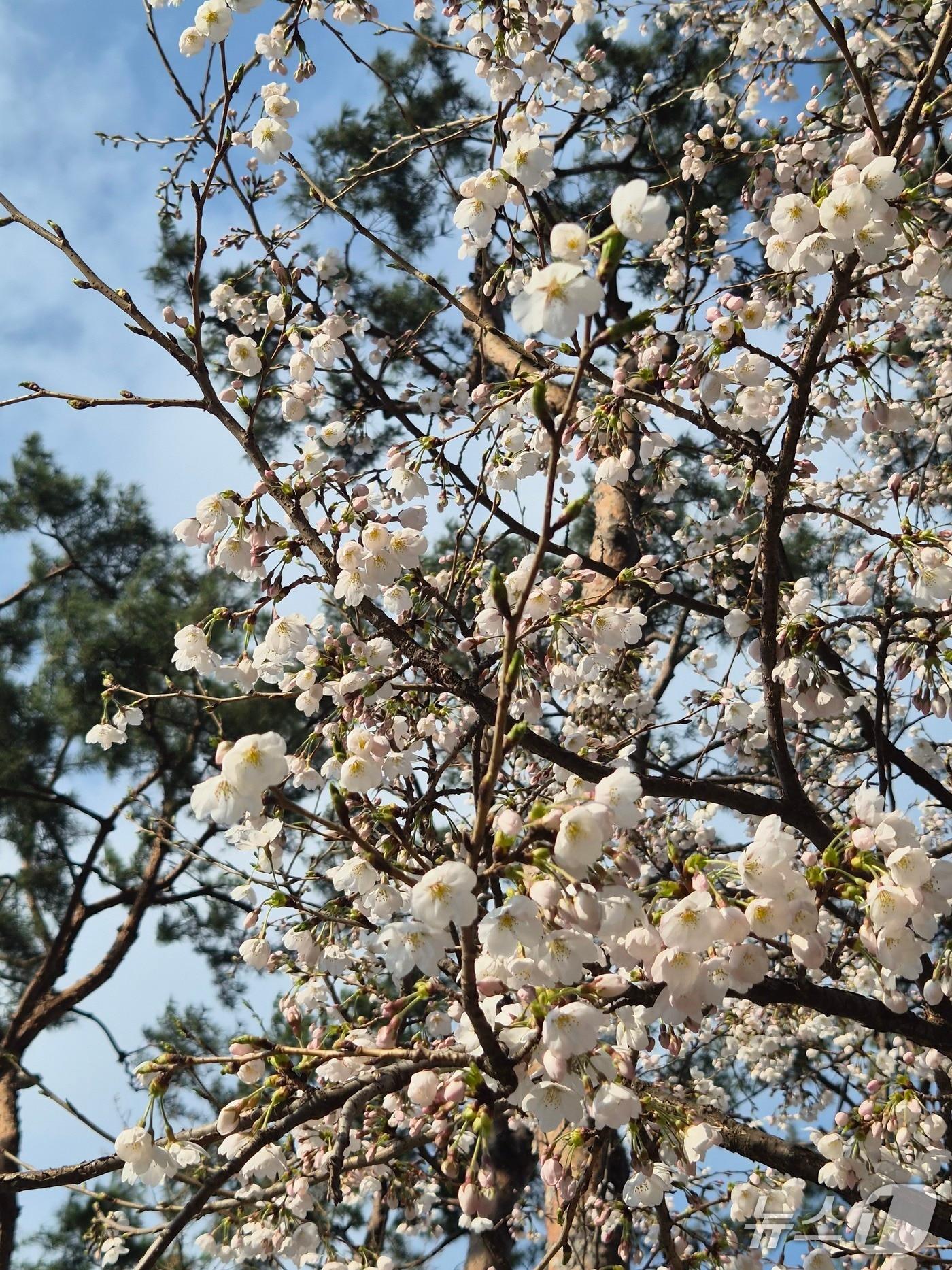본문 이미지 - 벚꽃. 2026.4.5/뉴스1 ⓒ News1 김기현 기자