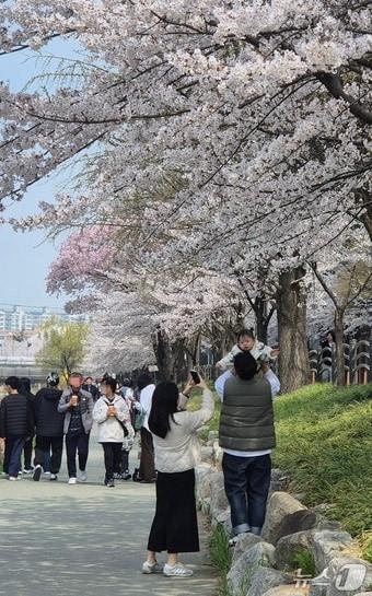 본문 이미지 - 5일 인천 계양구 서부간선수로에 활짝 핀 벚꽃을 구경하고 있는 시민들/뉴스1