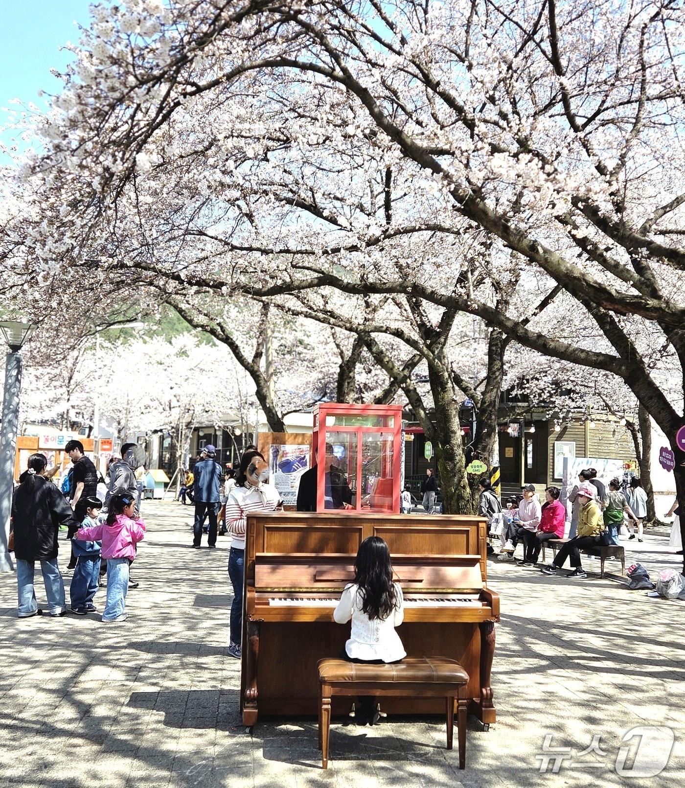 본문 이미지 - 한 어린이가 5일 제천 청풍호 벚꽃 아래에서 피아노를 연주하고 있다.(독자 제공. 재판매 및 DB금지) 