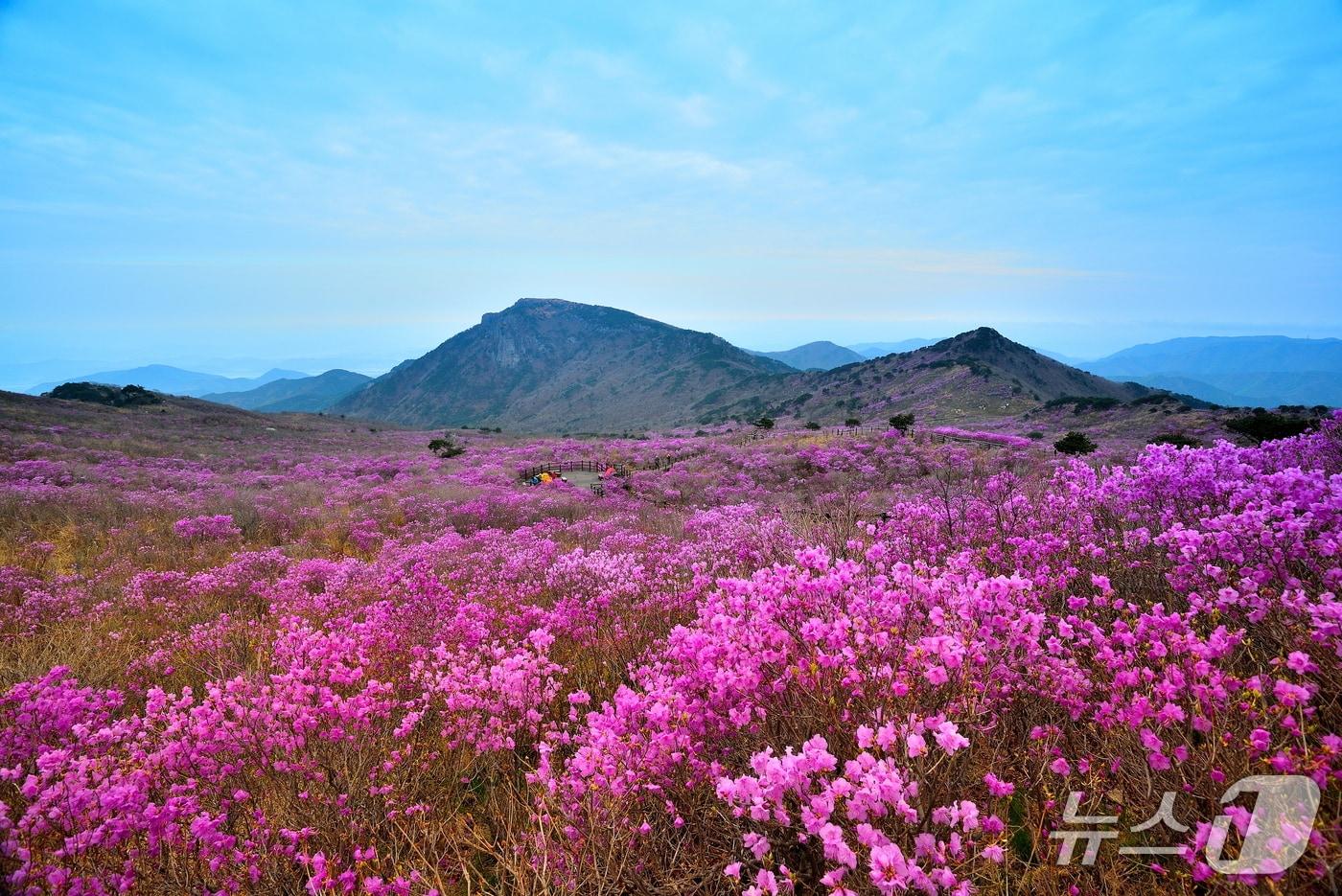 본문 이미지 - 대구 달성군 비슬산에 핀 참꽃(대구 달성군 제공. 재판매 및 DB금지)
