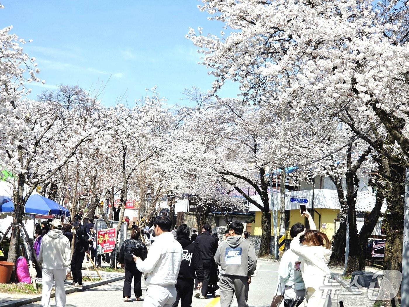 본문 이미지 - 지난 5일 나들이 객들로 붐비는 제천 청풍호 벚꽃길.(독자 제공. 재판매 및 DB금지)  