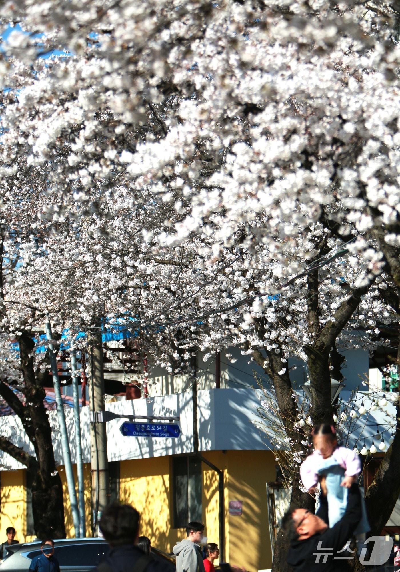본문 이미지 - 충북 제천시 청풍면 물태리 일원에서 개화한 벚꽃. 2026. 4.5 ⓒNews1 /뉴스1 손도언 기자 