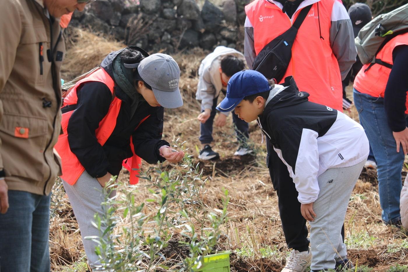본문 이미지 - 비양도 올리브나무 식수 행사(한국관광공사 제공) 
