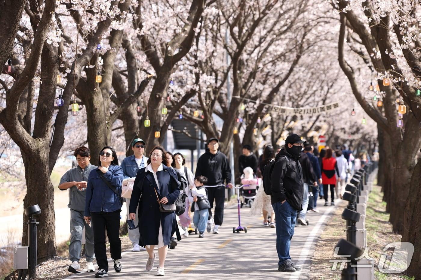본문 이미지 - 2026보은 벚꽃길축제장을 찾아 시민들이 즐거운 한 때를 보내고 있다. (보은군 제공. 재판매 및 DB금지)