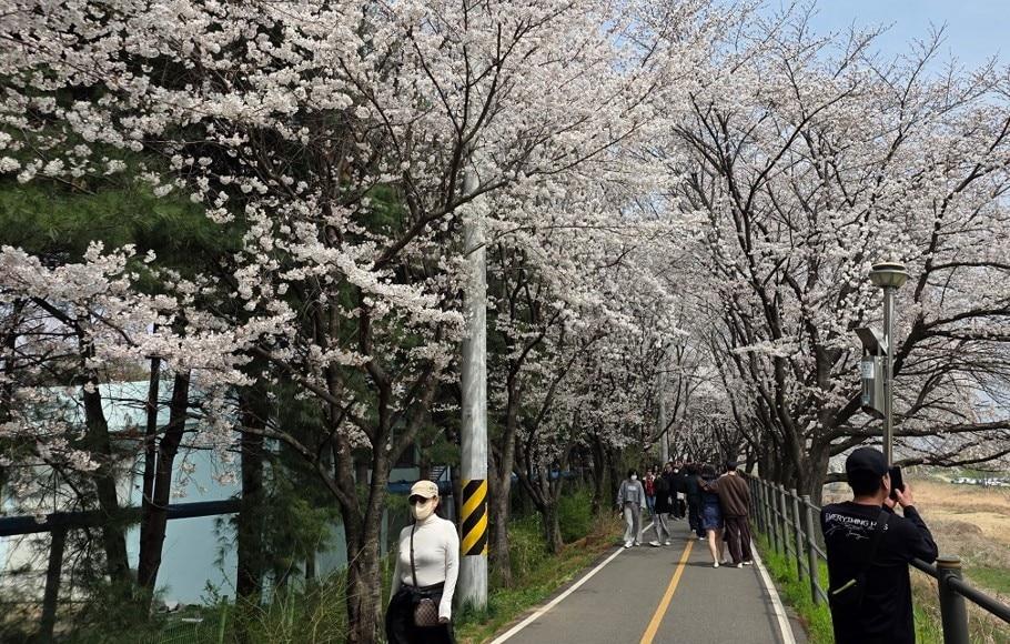 본문 이미지 - 조치원 봄꽃축제가 열린 조치원읍 조천변 벚꽃길. (세종시 제공. 재판매 및 DB 금지)