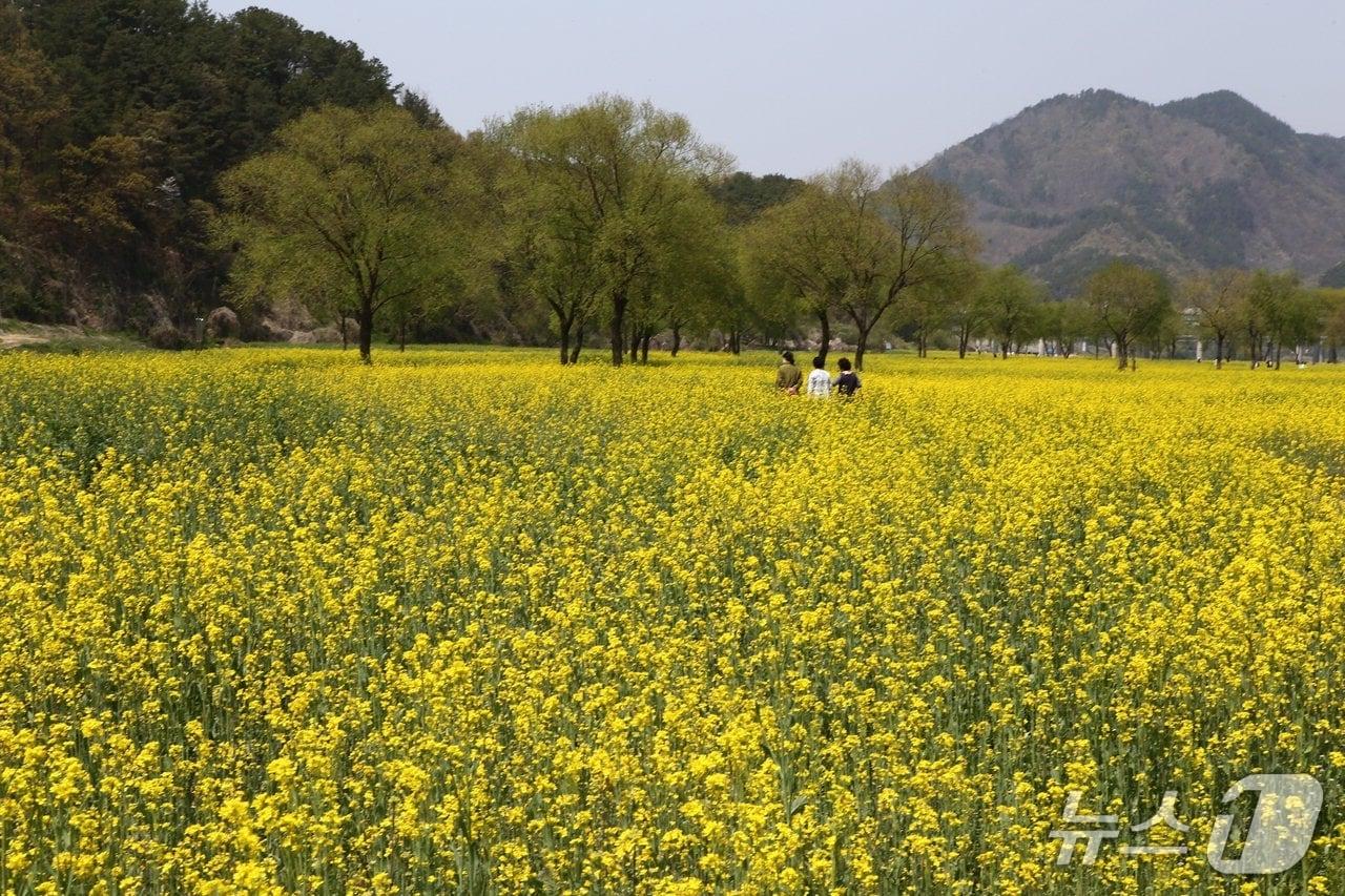 본문 이미지 - 옥천군 동이면 수변친수공원에 조성한 유채꽃단지 (옥천군 제공. 재판매 및 DB금지) 