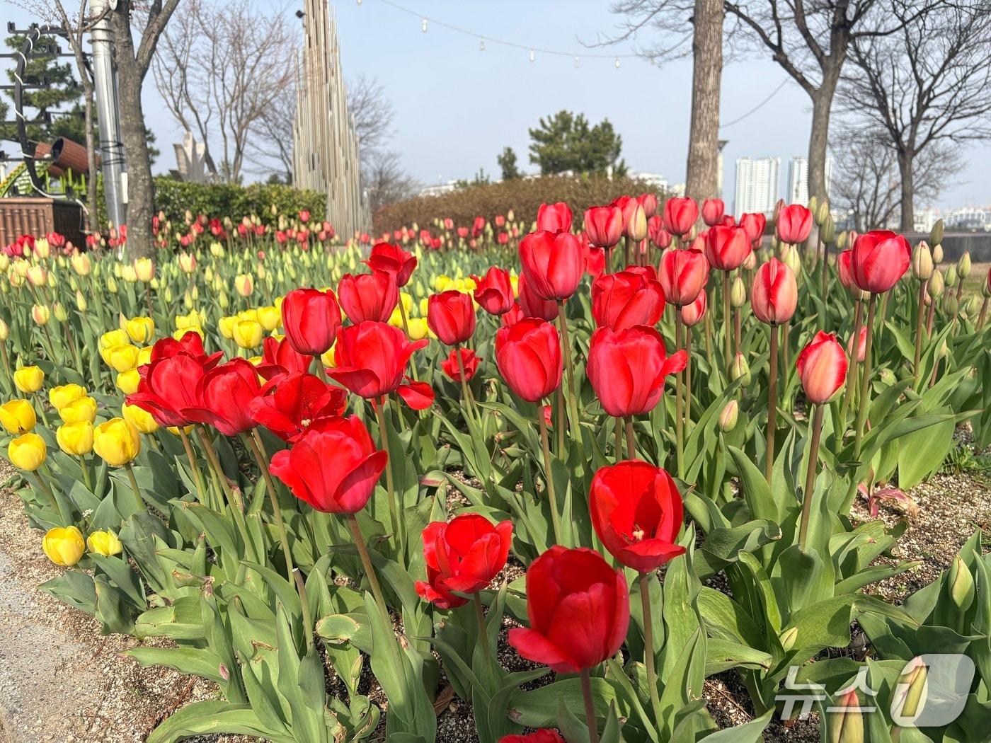 본문 이미지 - 속초 청초호유원지 튤립.(속초시 제공, 재판매 및 DB 금지) 2026.4.6/뉴스1
