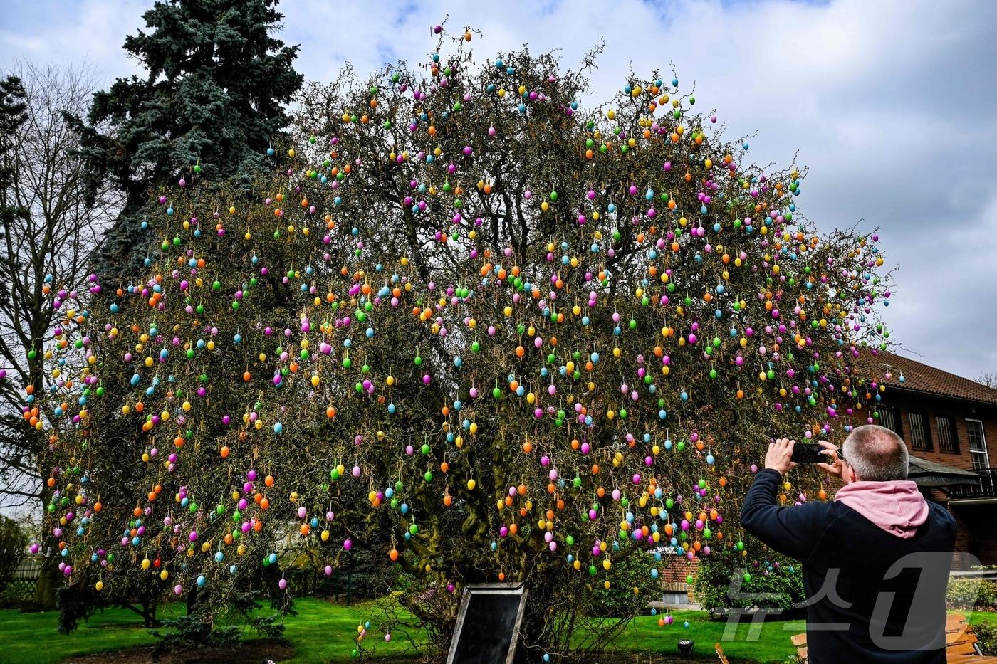 본문 이미지 - 부활절 달걀로 장식된 나무 (사진은 기사 내용과 무관함) ⓒ AFP=뉴스1