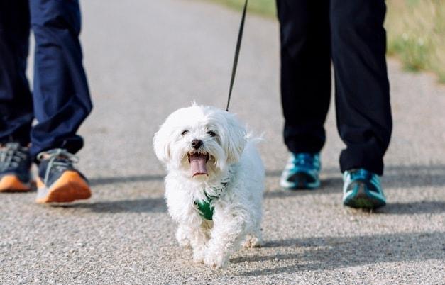 본문 이미지 - 국내 환경에 맞춘 '반려견용 리드줄, 목줄 및 하네스' 첫 단체표준이 마련됐다(사진 클립아트코리아). ⓒ 뉴스1