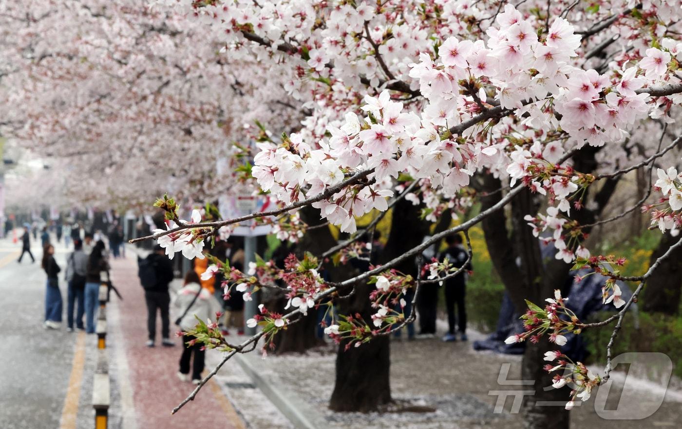 본문 이미지 - 봄비가 내리는 6일 서울 영등포구 윤중로를 찾은 시민들과 외국인 관광객들이 여의도 봄꽃축제를 즐기고 있다. 2026.4.6 ⓒ 뉴스1 김진환 기자