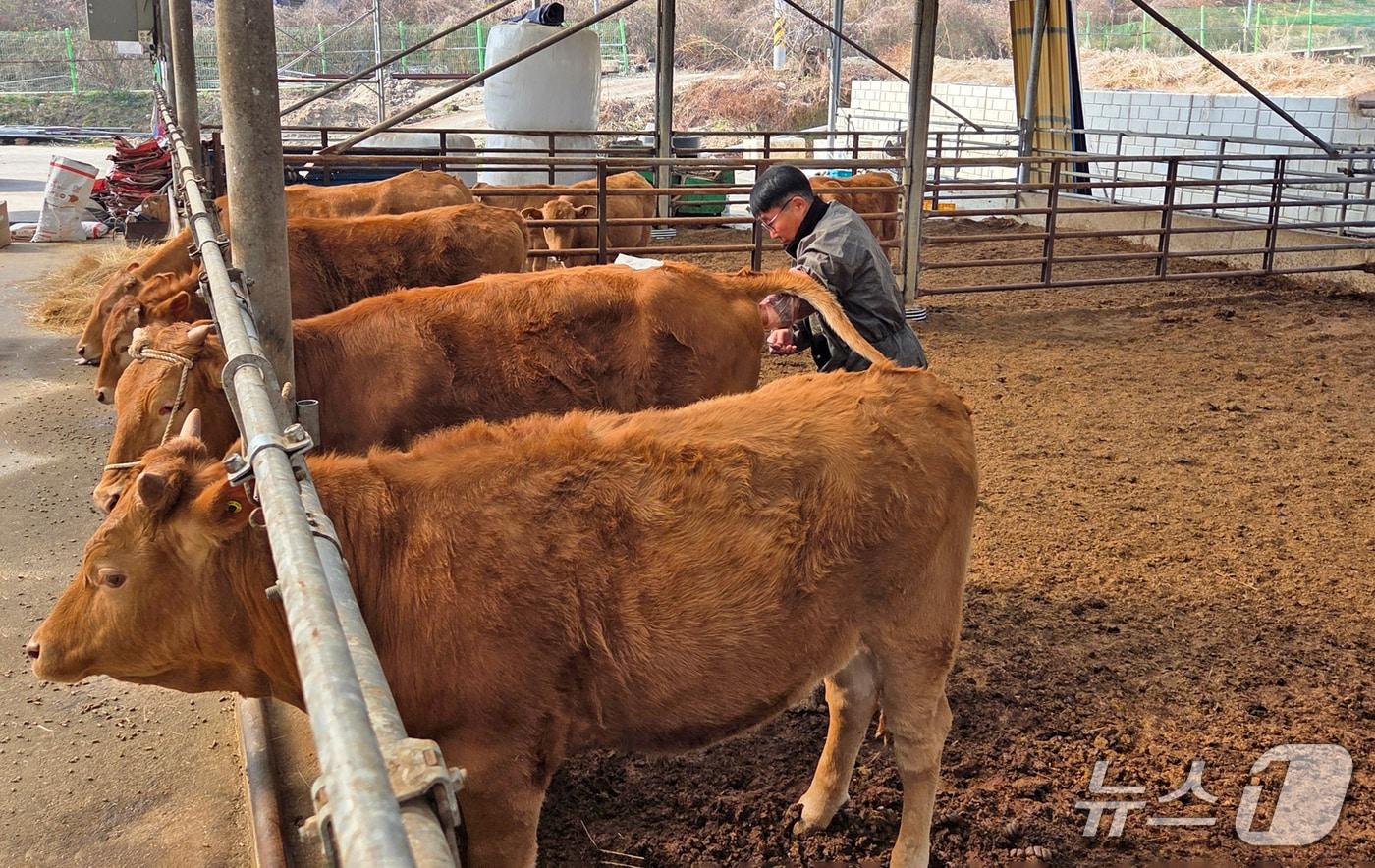 본문 이미지 - 전북 임실군이 한우 산업의 근간인 가축 개량 정책을 11년째 추진하고 있다.(임실군제공, 재판매 및 DB금지)2026.4.6/뉴스1