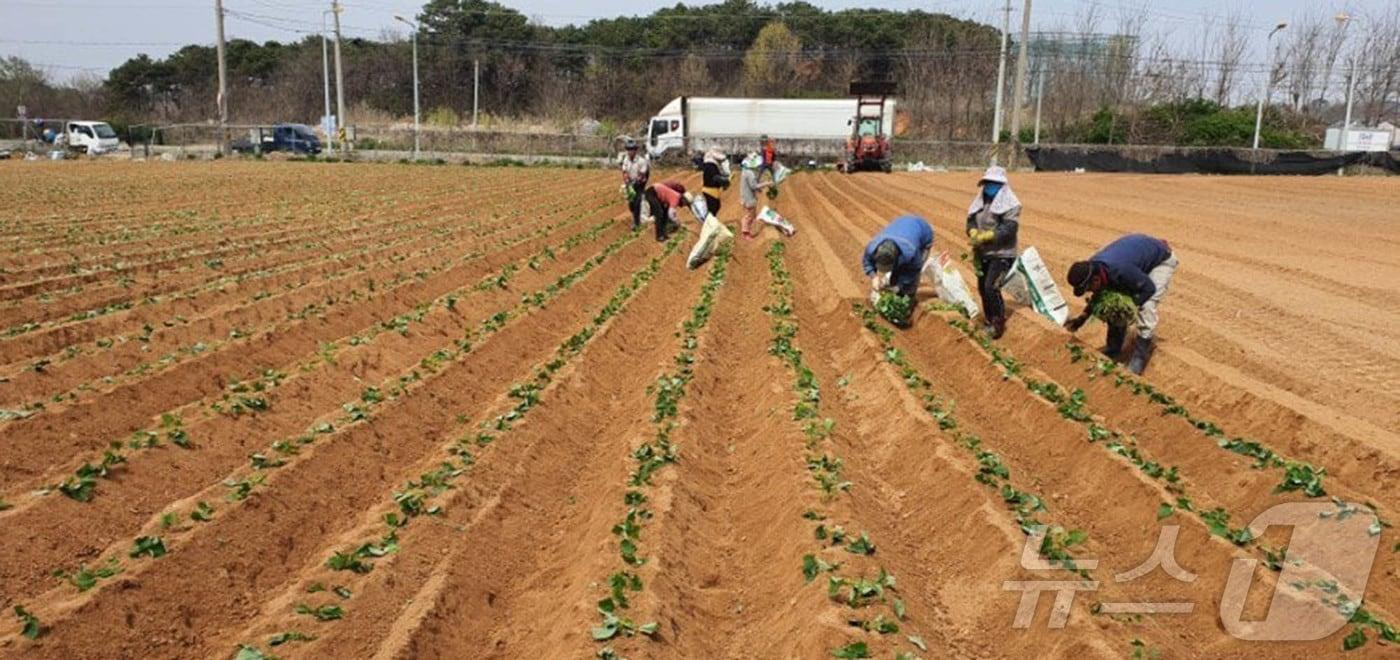 본문 이미지 - 6일 오후 전남 나주시 봉황면의 한 들녘에서 고구마 이식작업이 한창이다.206.4.6 ⓒ 뉴스1