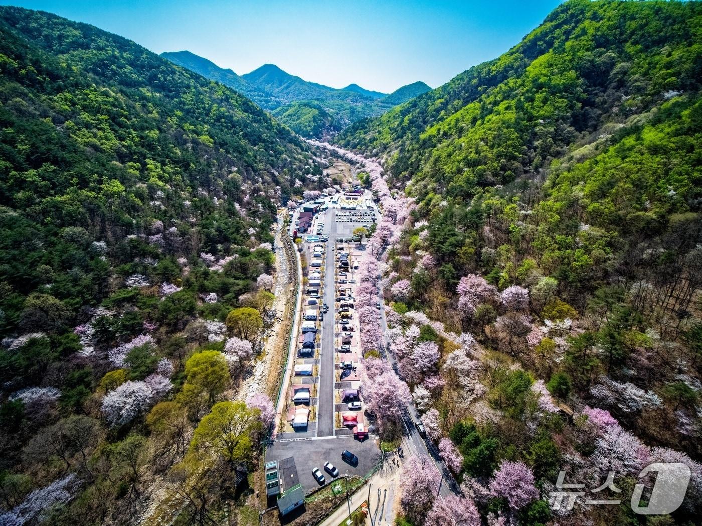 본문 이미지 - 산꽃벚꽃마을 오토캠핑장(금산군 제공.재판매 및 DB금지)/뉴스1