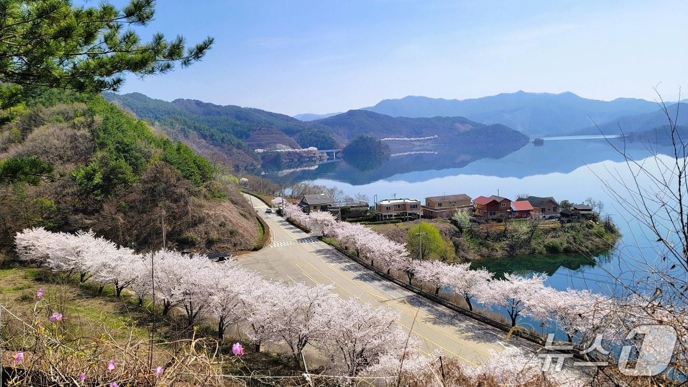 본문 이미지 - 6일 전북 진안군이 '2026-2027 방문의 해'를 맞아 봄철 대표 관광 콘텐츠로 진안고원 벚꽃 여행을 추천했다. 사진은 용담호.(진안군제공, 재판매 및 DB금지)2026.4.6/뉴스1