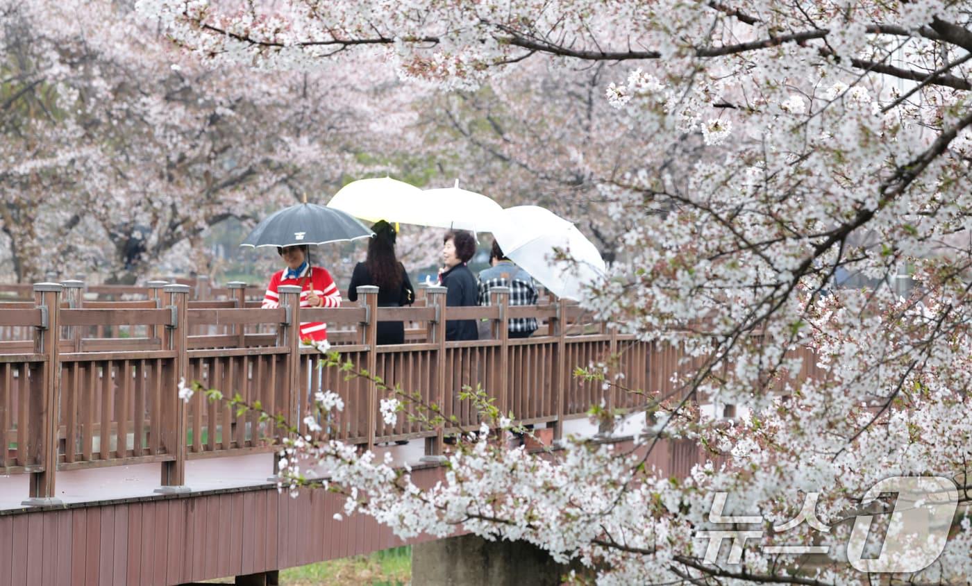 본문 이미지 - 봄비가 내리는 6일 광주 서구 운전저수지를 찾은 시민들이 벚꽃을 즐기며 걷고 있다. 2026.4.6 ⓒ 뉴스1 김태성 기자
