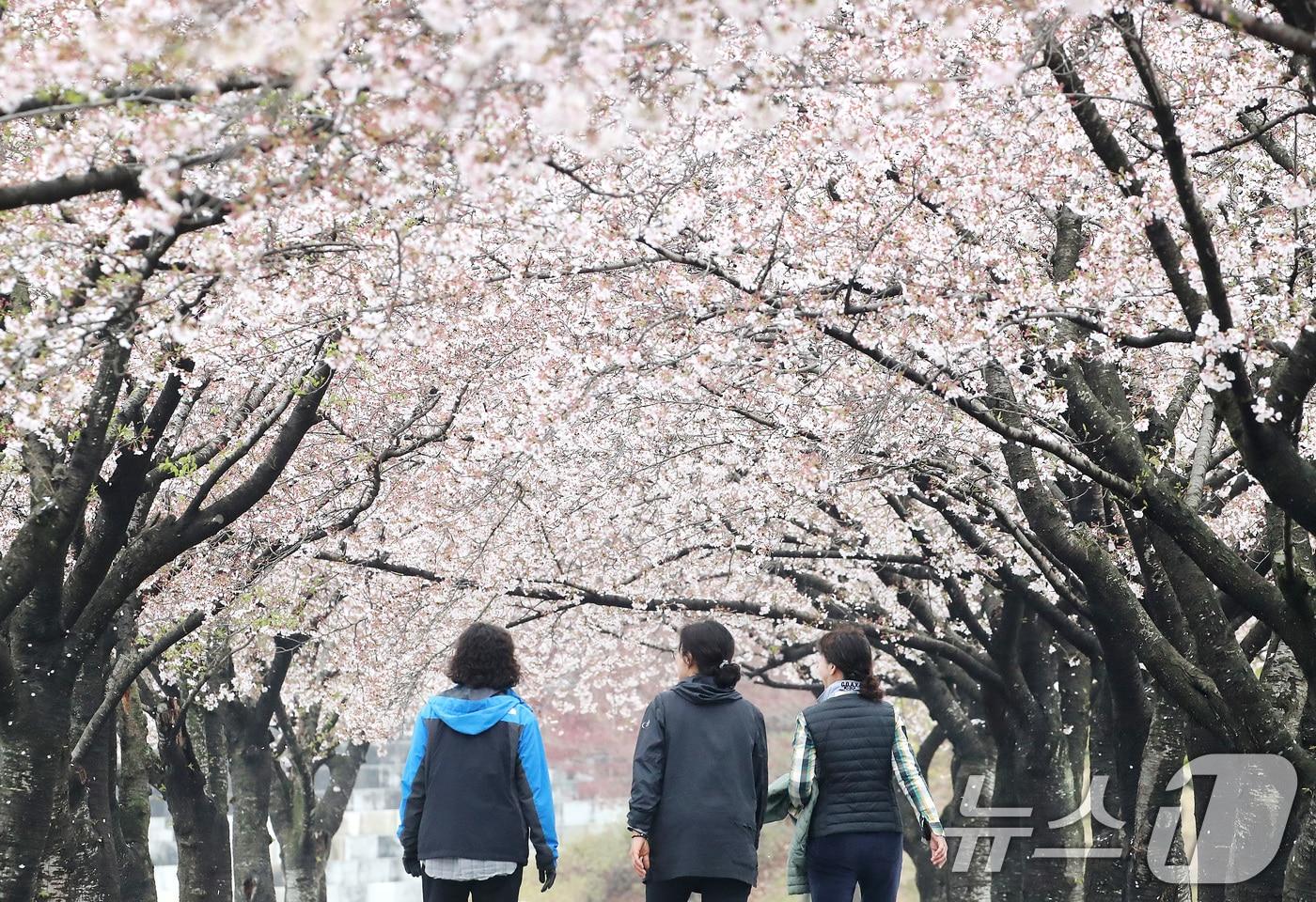 본문 이미지 - 6일 오전 대구 수성구 대구스타디움에서 시민들이 봄비 내리는 벚꽃 터널을 산책하고 있다. 2026.4.6 ⓒ 뉴스1 공정식 기자