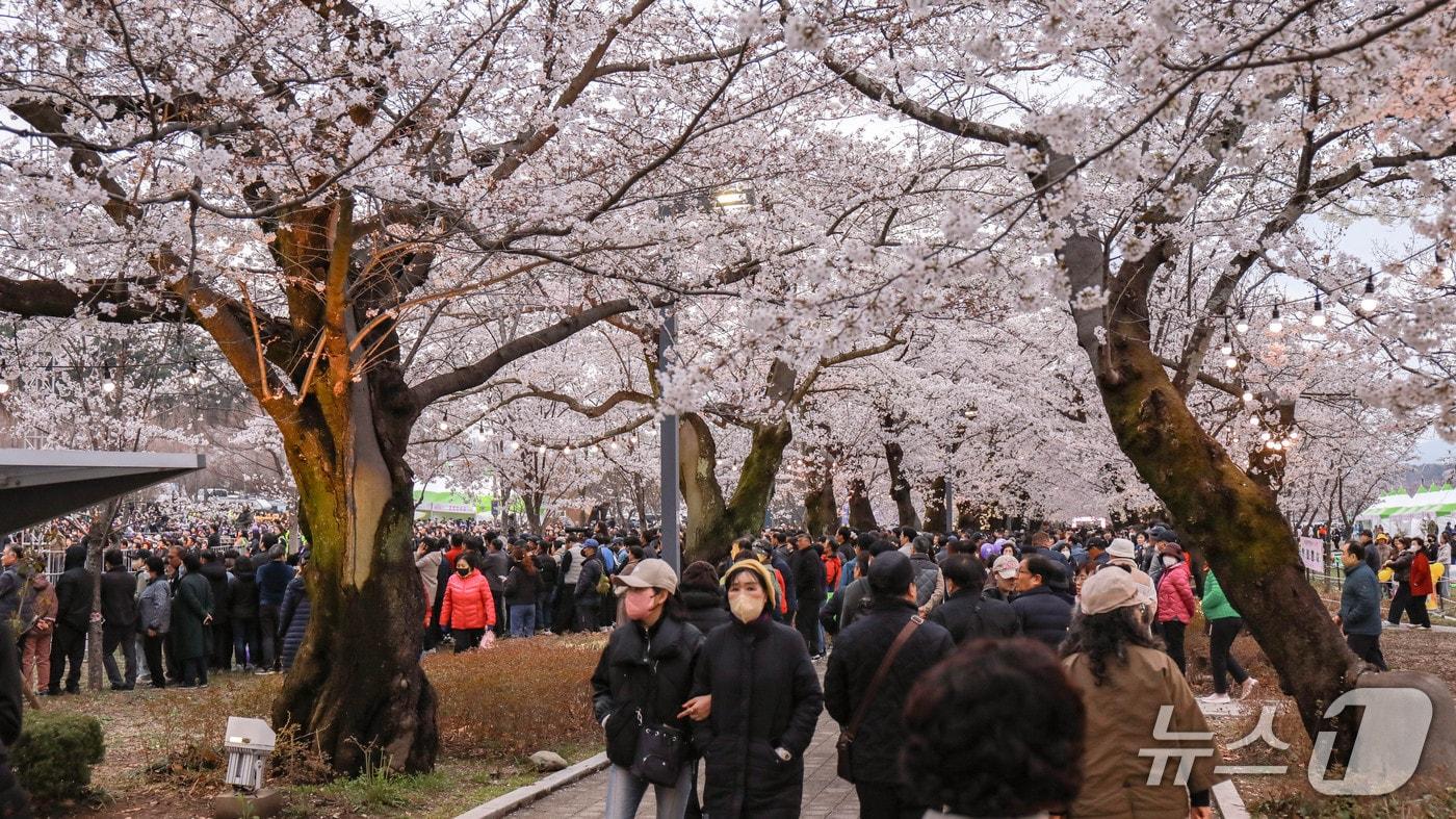 본문 이미지 - 제7회 울주작천정 벚꽃축제 모습. (울주군 제공. 재판매 및 DB 금지) /뉴스1