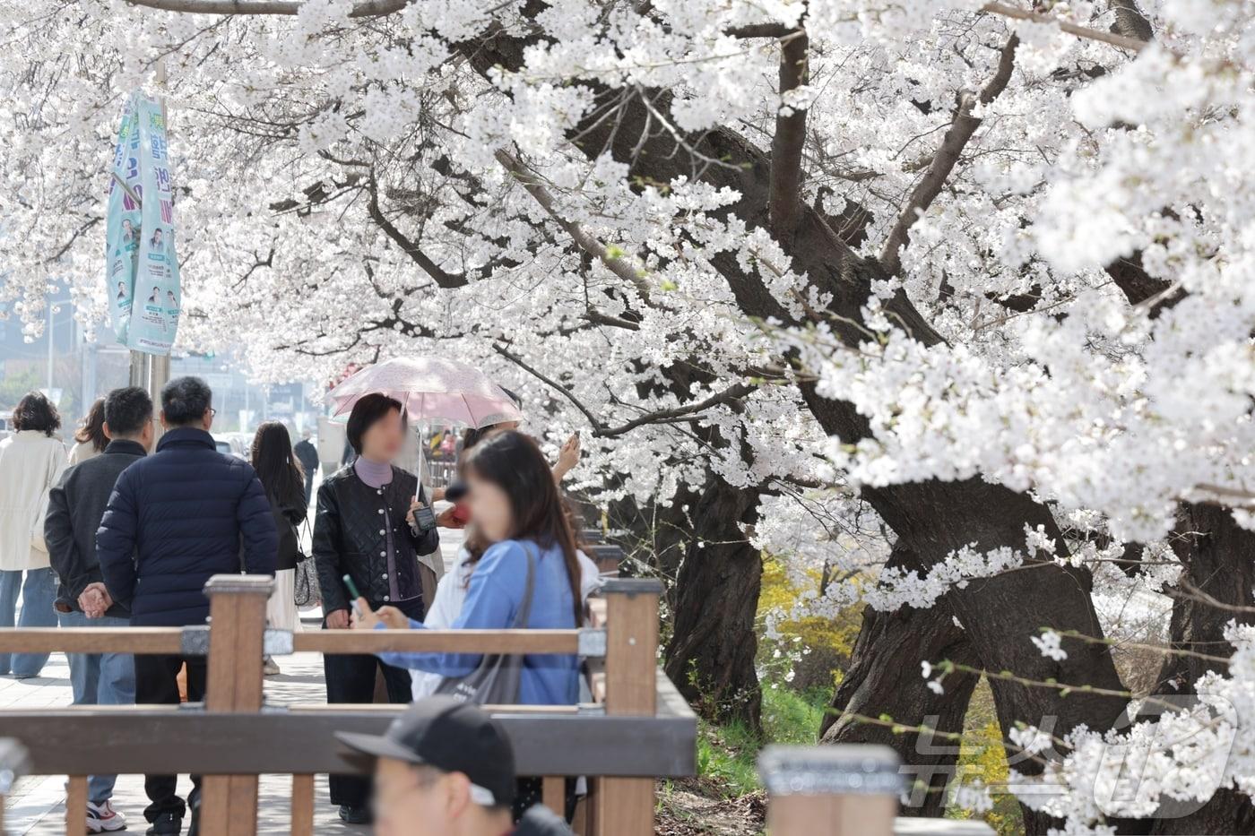 본문 이미지 - 벚꽃이 만개한 청주 무심천.(청주시 제공. 재판매 및 DB금지) ⓒ 뉴스1 임양규 기자