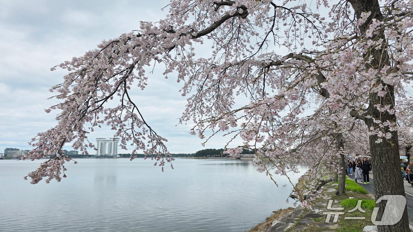 본문 이미지 - 강릉 경포호 벚꽃. 강원대 생명과학과 생태학연구실에 따르면 이 벚꽃종은 일본산 처진올벚나무다.(강원대 강릉캠퍼스 제공, 재판매 및 DB 금지) 2026.4.6/뉴스1