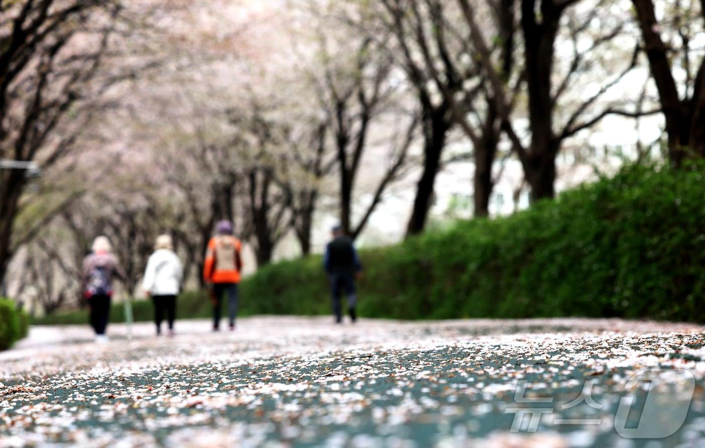 본문 이미지 - 비가 내린 6일 광주 북구 양산근린공원 산책로에서 주민들이 비에 젖어 떨어진 벚꽃잎 위를 산책하고 있다.(광주 북구 제공. 재판매 및 DB 금지) 