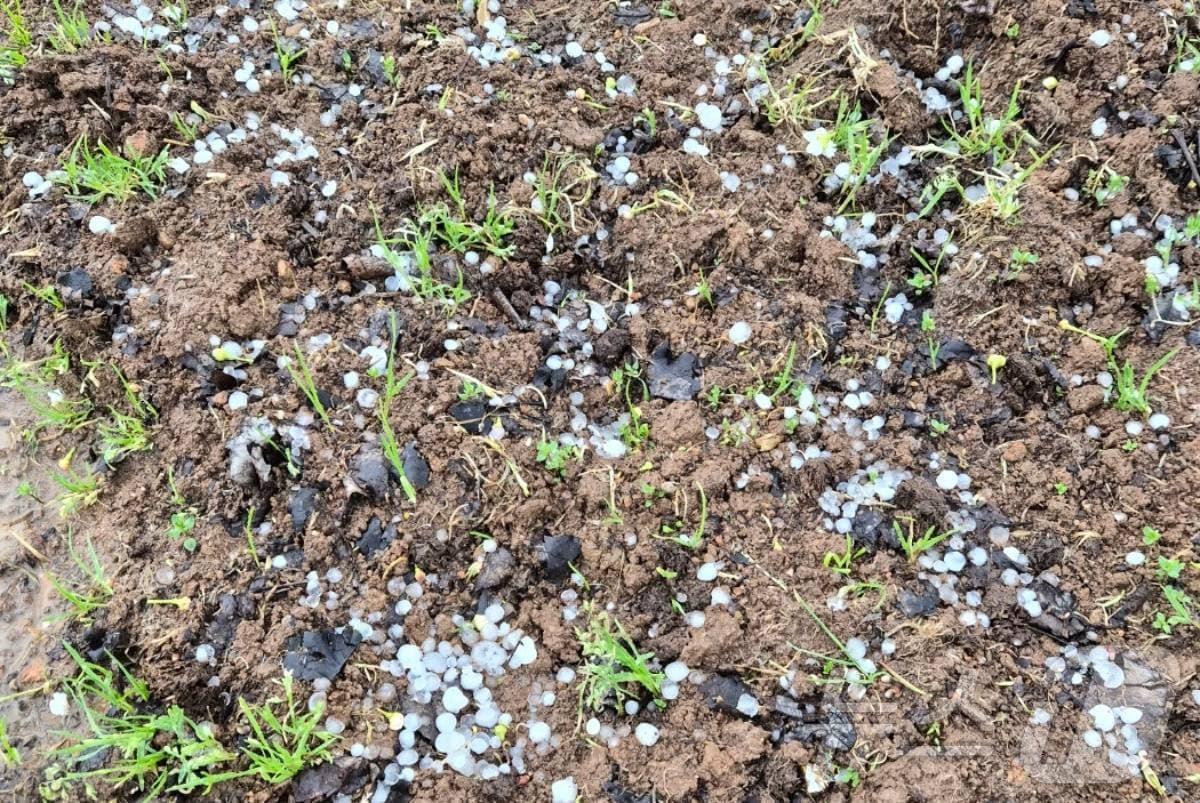 본문 이미지 - 6일 오후 전남 나주 배과수원에 쏟아진 우박. ⓒ 뉴스1