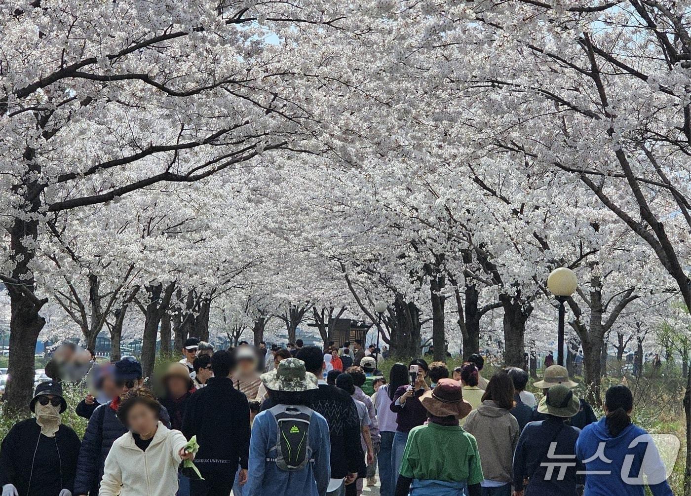 본문 이미지 - 초속 5㎝, 시속 5㎞ 벚꽃 걷기 행사.(강릉시 제공, 재판매 및 DB 금지) 2026.4.7/뉴스1