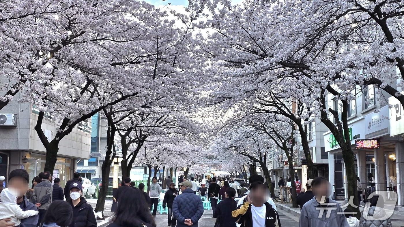 본문 이미지 - 제4회 강릉 솔올블라썸 축제 현장.(강릉시 제공, 재판매 및 DB 금지) 2026.4.7/뉴스1