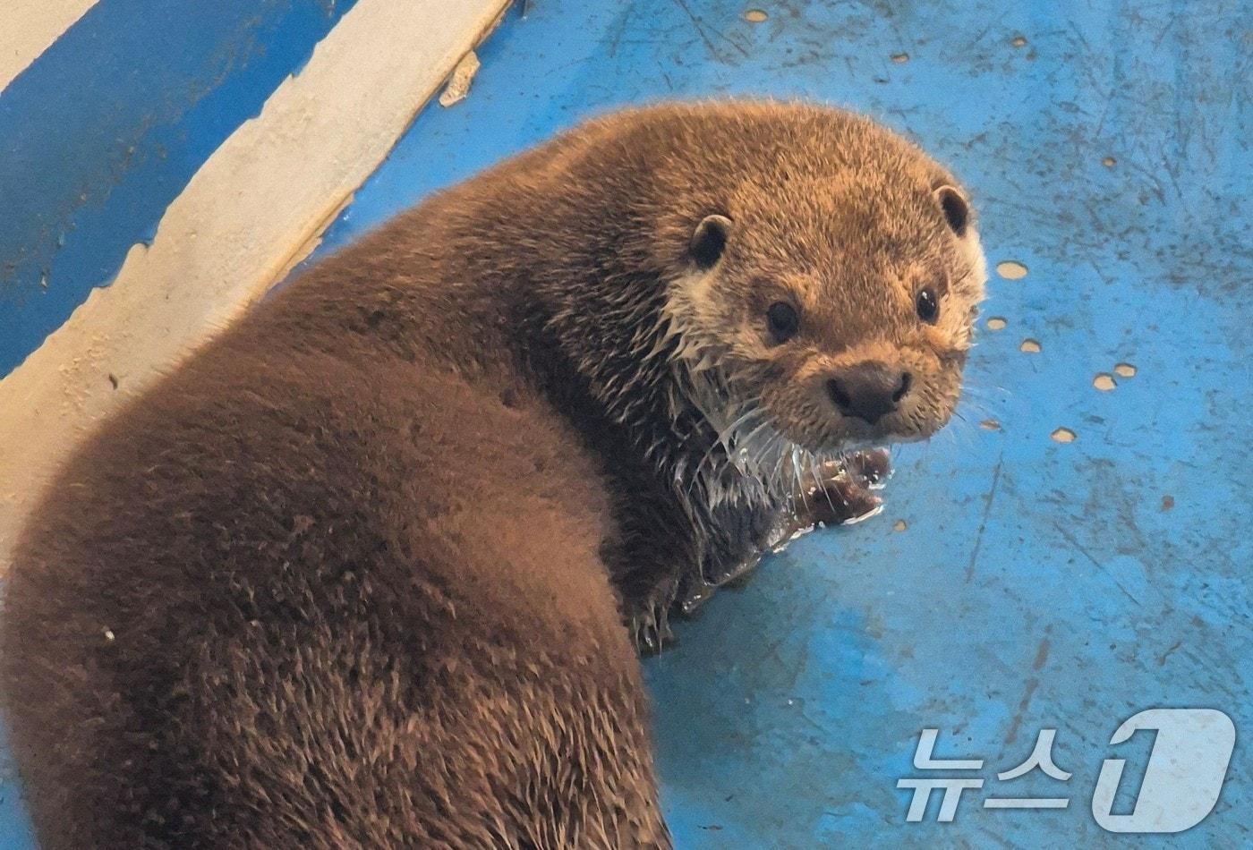 본문 이미지 - 광주 우치동물원 수달 자료사진. (광주광역시 제공. 재판매 및 DB 금지) 2026.4.7 ⓒ 뉴스1