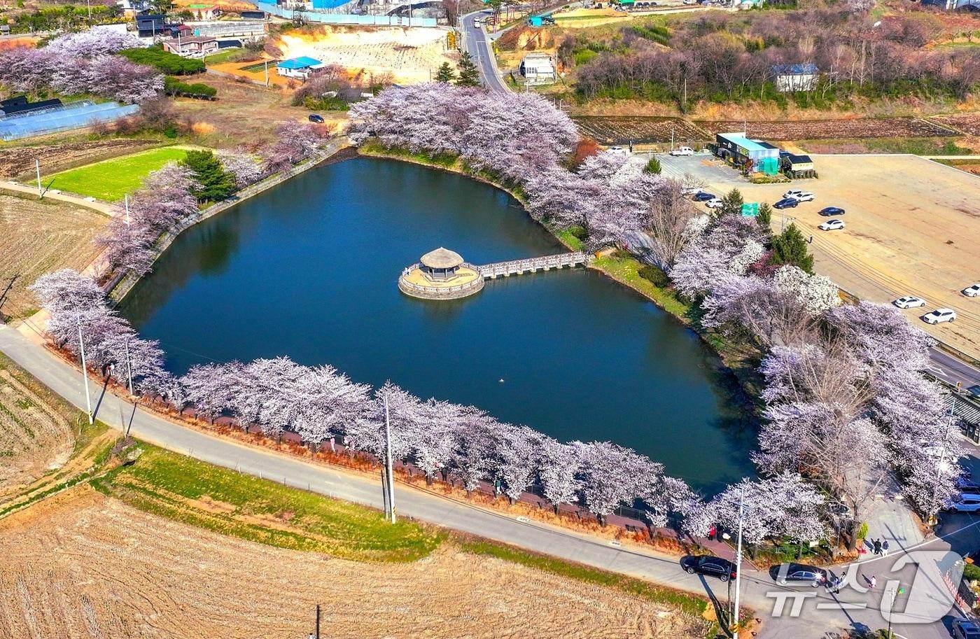 본문 이미지 - 벚꽃이 만개한 면천 골정지 모습(당진시 제공. 재판매 및 DB금지)2026.4.7/뉴스1