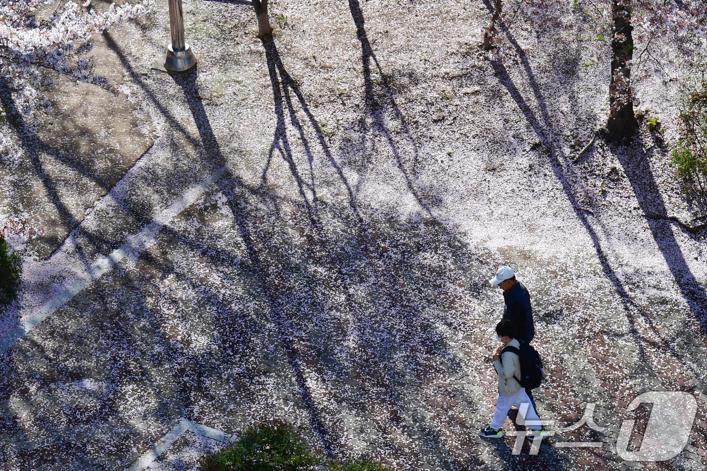 본문 이미지 - 7일 경북 포항시 남구 포항 시청사 뒷편 산책로에서 할아버지 손을 잡은 초등학생이 벚꽃잎을 밟으며 등교하고 있다. ⓒ 뉴스1 최창호 기자