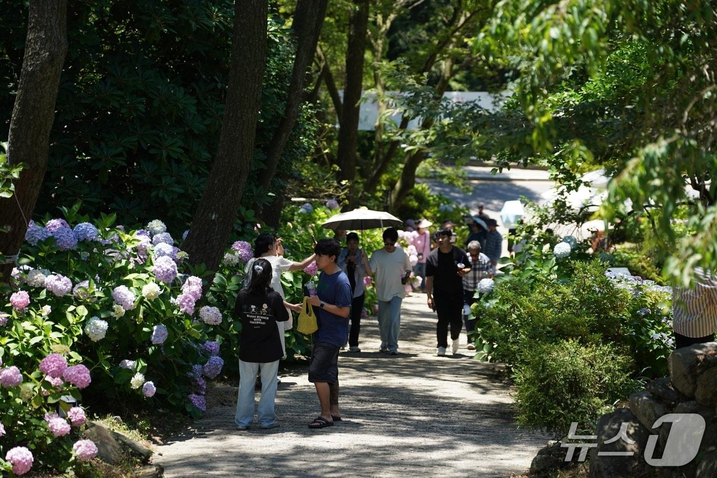 본문 이미지 - 지난해 진행된 영도구 태종대 수국문화축제 현장 전경. (부산시설공단 제공. 재판매 및 DB금지)