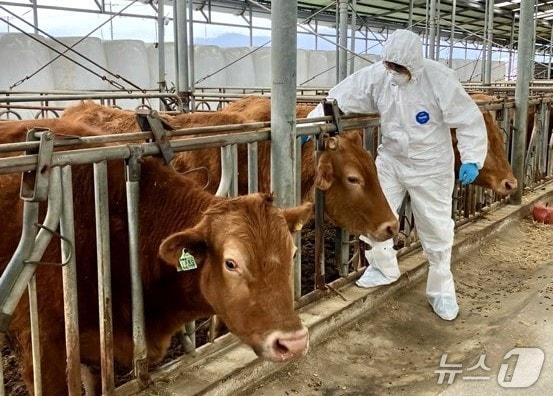 본문 이미지 - 구제역 백신 접종 장면. (보은군 제공. 재판매 및 DB금지) 