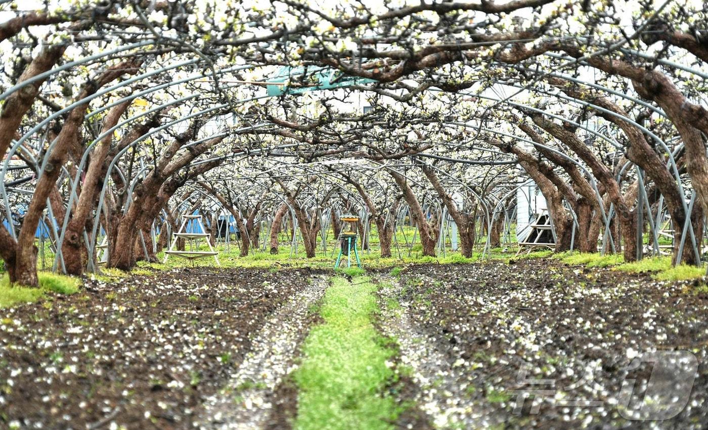 본문 이미지 - 6일 전남 나주시 노안면 배 과수원에 쏟아진 우박.(나주시 제공, 재배포 및 DB 금지) ⓒ 뉴스1