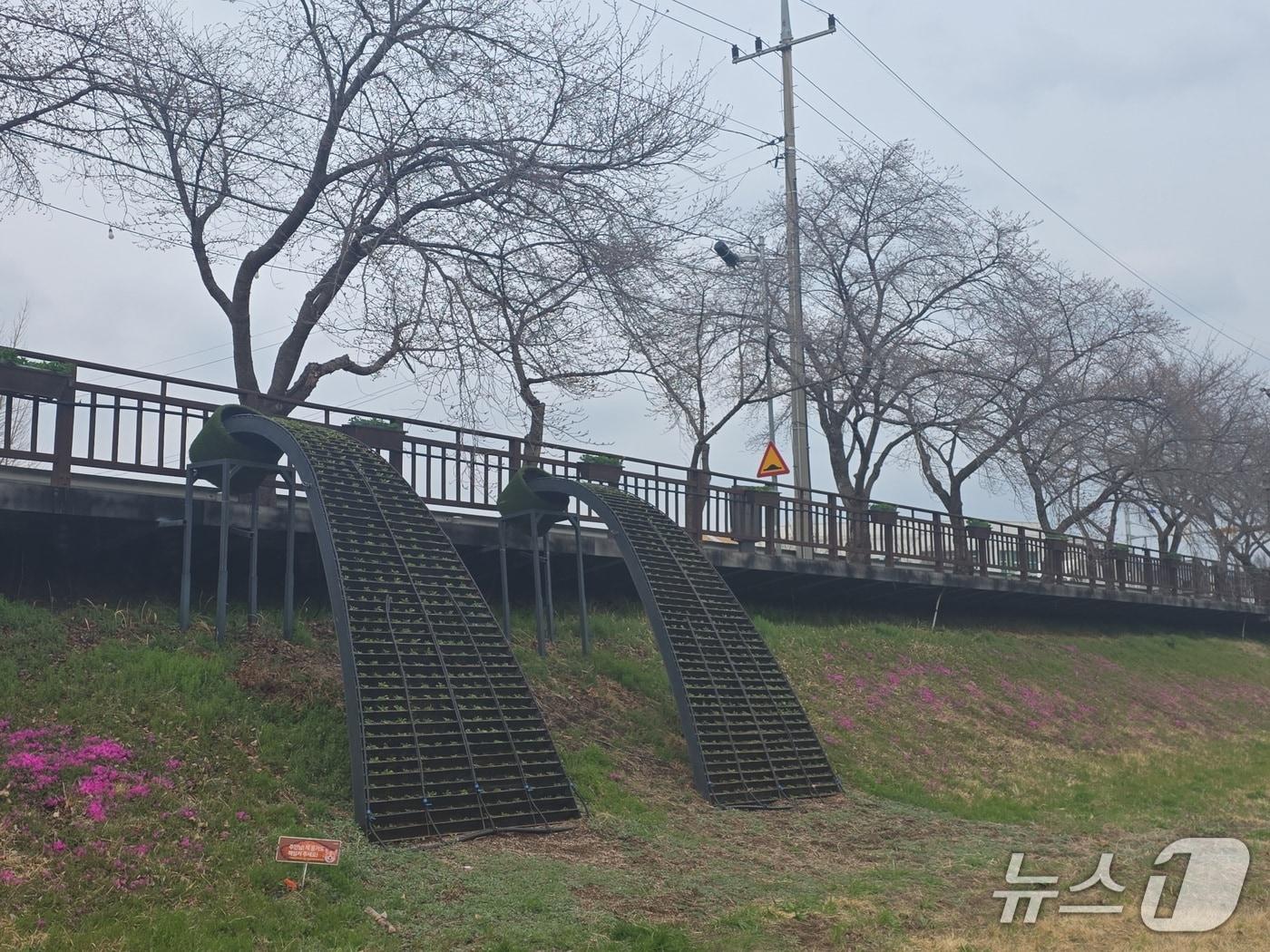 본문 이미지 - 금산천 데크로 꽃폭포(금산군 제공.재판매 및 DB금지)/뉴스1