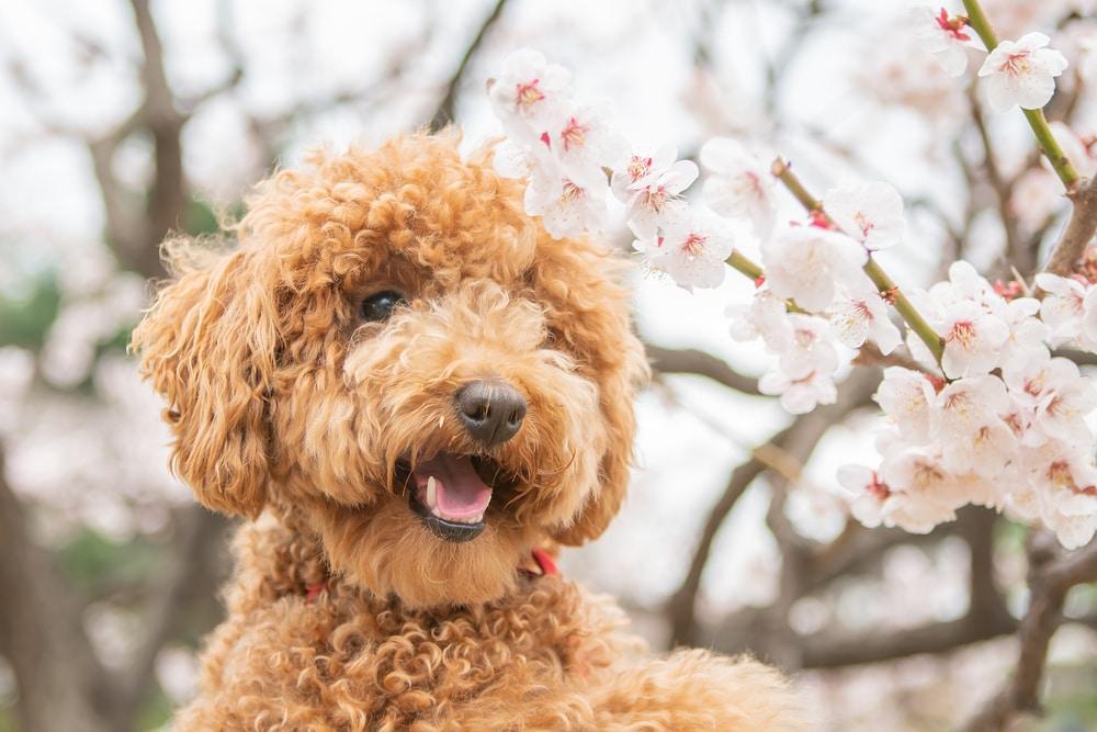 본문 이미지 - 봄철 반려견과 야외 활동이 늘면서 진드기 매개 질환에 대한 주의가 요구되고 있다(사진은 기사 내용과 무관함, 클립아트코리아). ⓒ 뉴스1