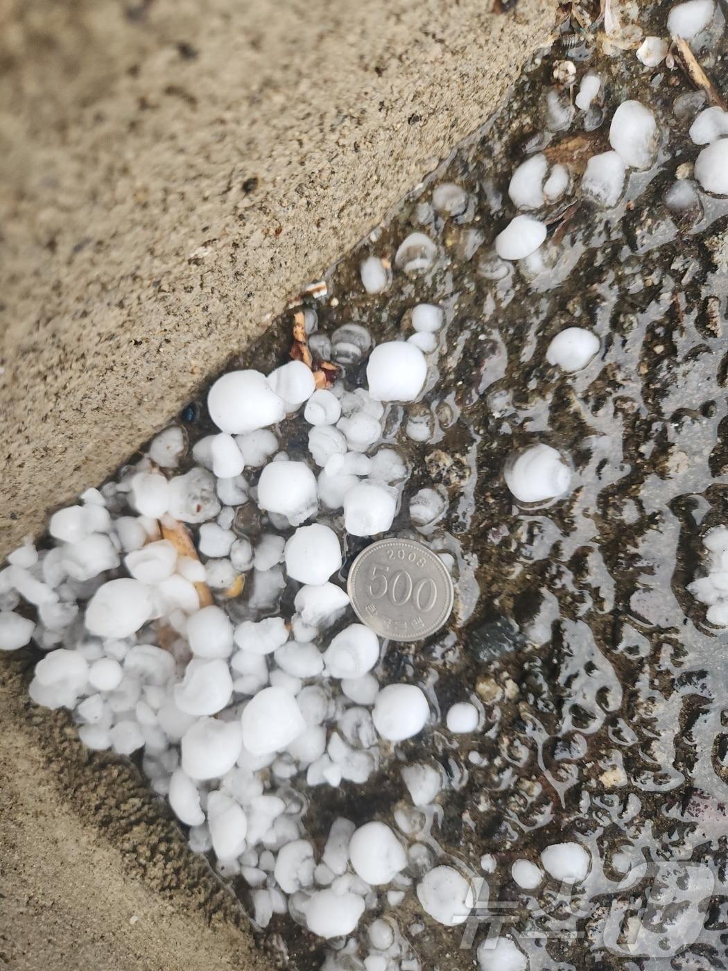 본문 이미지 - 6일 광주에 쏟아진 동전 크기만 한 우박의 모습. (독자제공. 재판매 및 DB 금지) 