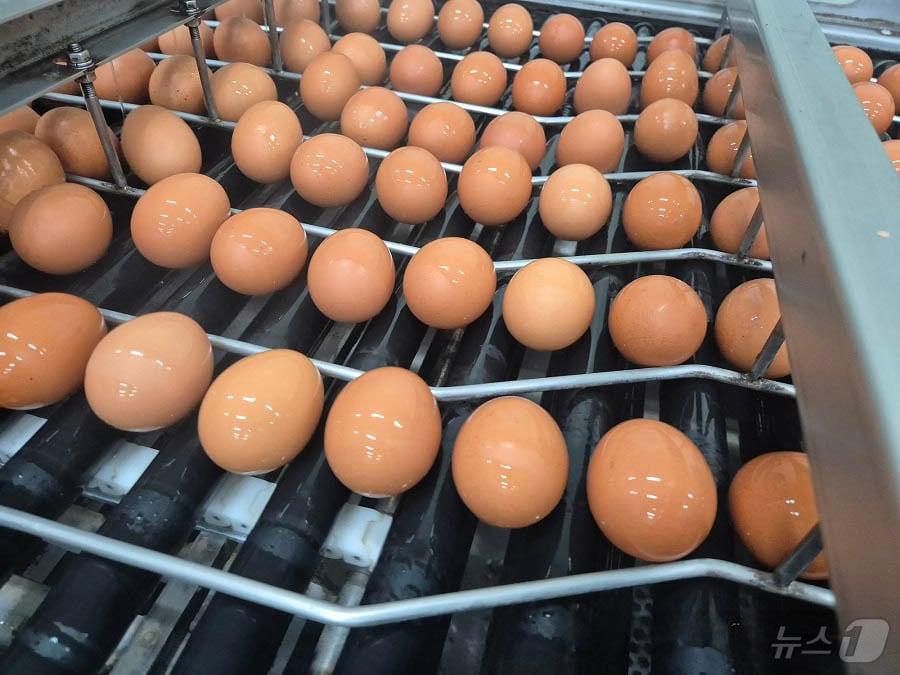 본문 이미지 - 태국산 계란 첫 수입.(aT 제공, 재배포 및 DB 금지) ⓒ 뉴스1