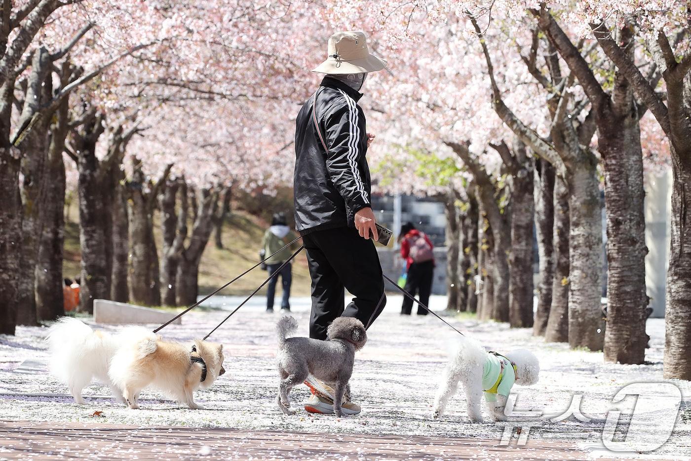 본문 이미지 - 7일 대구 수성구 대구스타디움 서편 광장 벚꽃길에서 한 시민이 반려견과 함께 산책하고 있다. 2026.4.7 ⓒ 뉴스1 공정식 기자