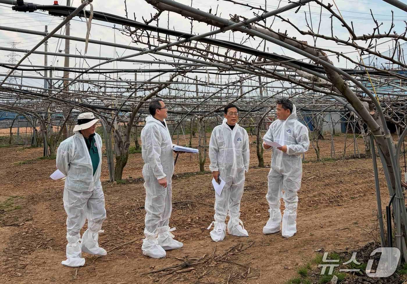 본문 이미지 - 배 냉해 예방 현장 점검.(전남도 제공. 재판매 및 DB금지) 2026.4.7/뉴스1