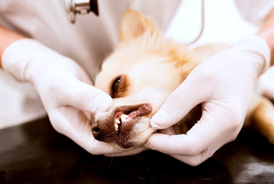 본문 이미지 - 단순 구강 질환인 줄 알았던 반려견이 검사 결과 다발성 골수종으로 진단됐다(사진은 기사 내용과 무관함, 클립아트코리아). ⓒ 뉴스1