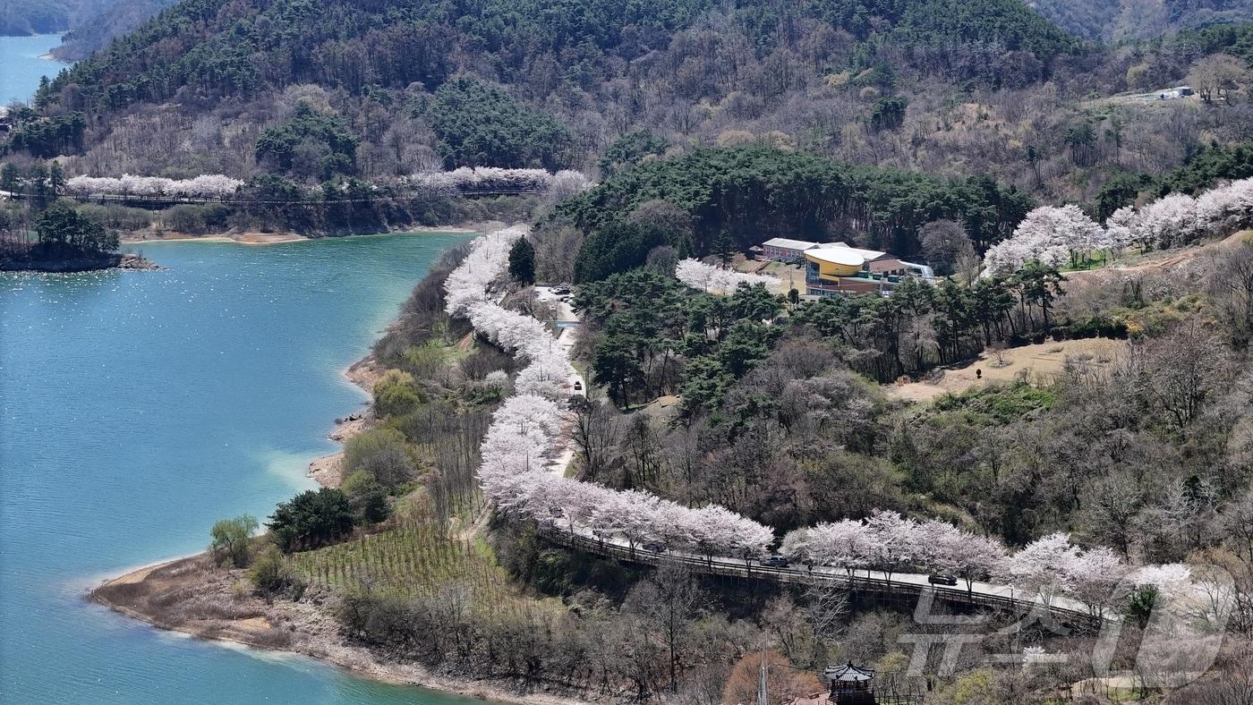 본문 이미지 - 7일 전북 임실군 옥정호 순환도로를 따라 만개한 벚꽃이 푸른 호수와 어우러져 장관을 이루고 있다. (임실군청 제공. 재판매 및 DB 금지) 2026.4.7 ⓒ 뉴스1 유경석 기자