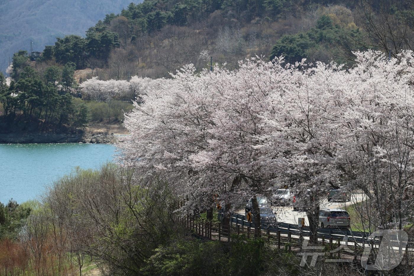 본문 이미지 - 7일 전북 임실군 옥정호 순환도로를 따라 만개한 벚꽃이 푸른 호수와 어우러져 장관을 이루고 있다. '한국의 아름다운 길 100선'에 선정되기도 한 옥정호 벚꽃길은 매년 이맘때면 호반을 따라 이어지는 화사한 꽃터널을 보기 위해 전국에서 많은 상춘객이 찾는 지역의 대표적인 명소다. (임실군청 제공. 재판매 및 DB 금지) 2026.4.7 ⓒ 뉴스1 유경석 기자